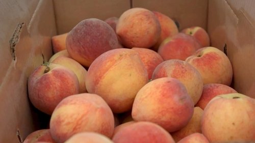 Background image for Tree Ripe Peaches | Pearson Farm