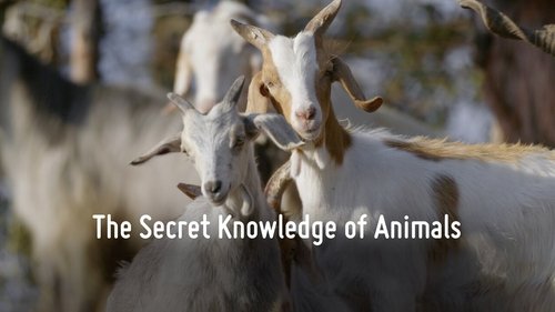 Background image for The Secret Knowledge of Animals
