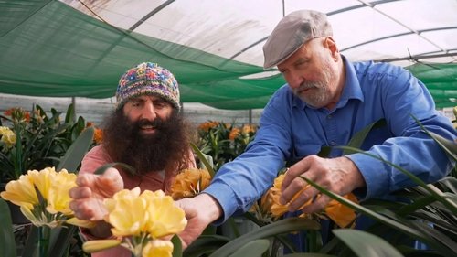 Background image for Episode 20 Winter: Colourful clivias & pretty proteas