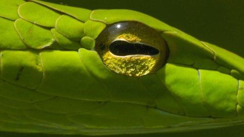 Background image for Rainforests
