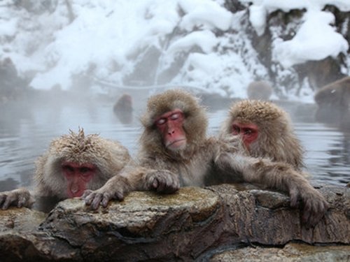 Background image for Japan: Island of Extremes