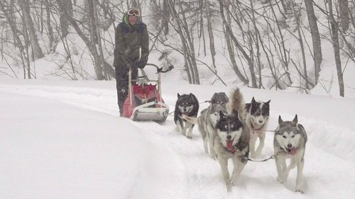 Background image for Dogsledding in Kitataisetsu