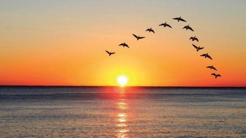 Essentials of Bird Migrations
