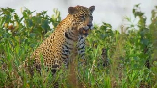Background image for Pantanal: Brazil's Wild Heart