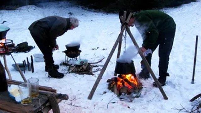 Et vildsvin på Djursland