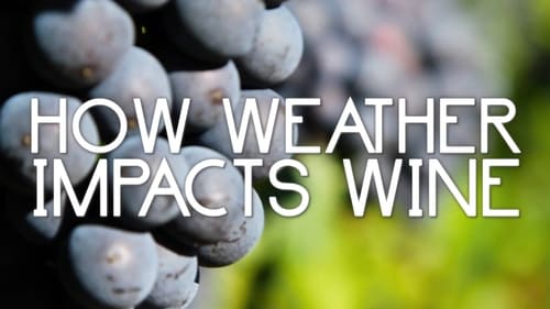 How Weather Impacts Wine