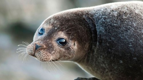 Background image for Seals