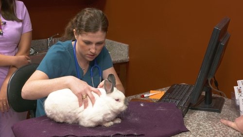 Background image for A Magic Rabbit Act