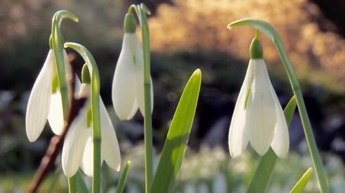 Background image for Snowdrops