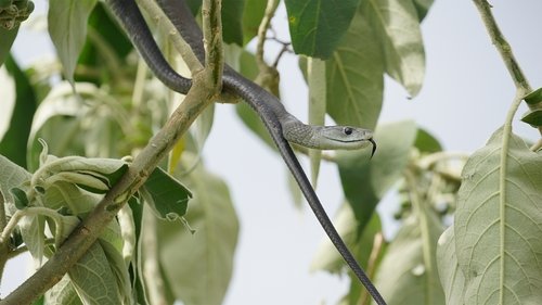 Background image for Snakes of Africa