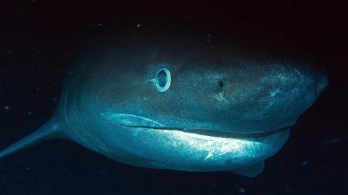 Background image for Jurassic Shark