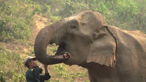 Background image for Protecting Asian Elephants in Laos