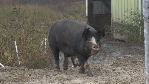 Background image for Piggy Goes to the Market
