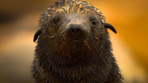 Background image for Seal Coast