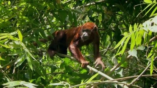 Background image for Amazon - One Jungle Many Worlds