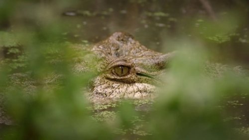 Background image for Predators