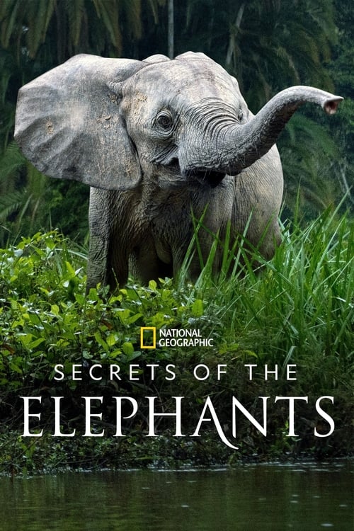 Show cover for Secrets of the Elephants