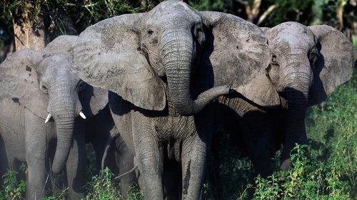 Background image for Elephant Whisperer