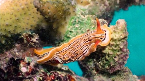 Background image for Building Bodies