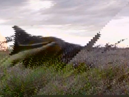 Background image for Brazil's Cerrado