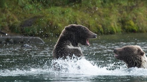 Background image for Bear Witch Project