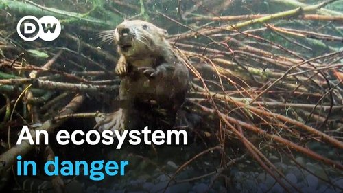 Background image for Saving beavers and pond turtles