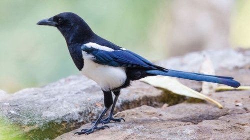 Passerines: From Flycatchers to Thrushes