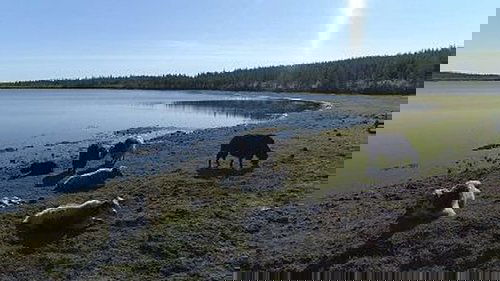 Background image for Survivors' Network, Pleistocene Park, The Rock