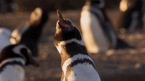 Background image for Penguin Playtime