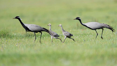 Background image for Grasslands