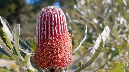 Background image for Episode 16 Banksia, Soil, Habitat, Matthew Evans & Budget