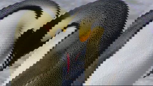 Background image for Hostile Homes
