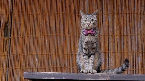 Background image for Kochi: Kitties & Dried Bonito in Tosashimizu