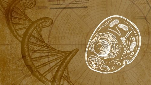 Background image for Telomeres, Longevity & Spirituality