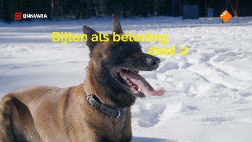 Background image for Bijten als beloning – deel 2