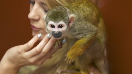 Background image for Sushi Eating Squirrel Monkey