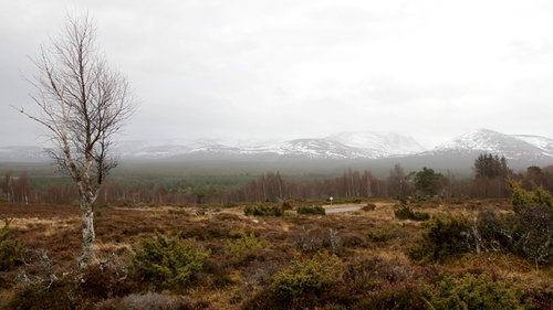 Background image for Forests