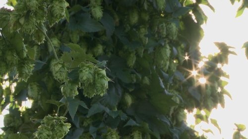 Background image for Hops