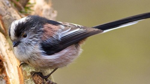 Background image for Dawn Chorus