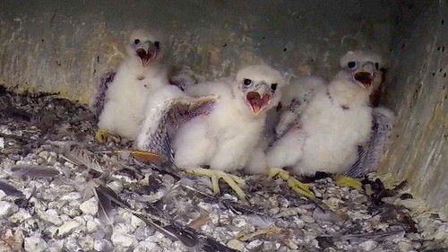 Background image for Helping Out Endangered Species