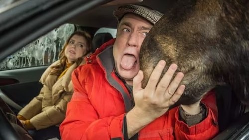Background image for Moose Gone Wild