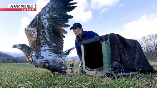 Background image for Wildlife Vet - Saito Keisuke