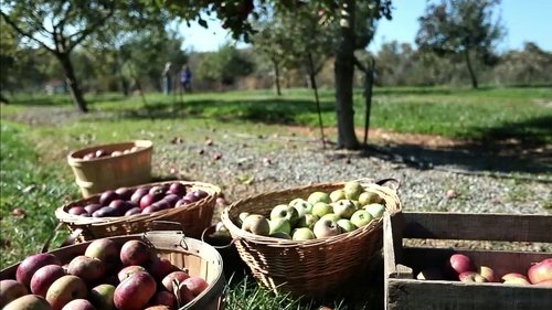 Background image for Apples