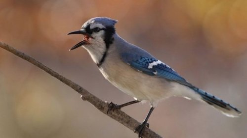 Birding by Ear