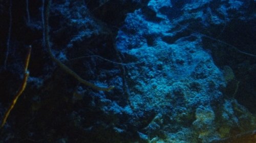 Background image for Submarine Diving in the Galápagos