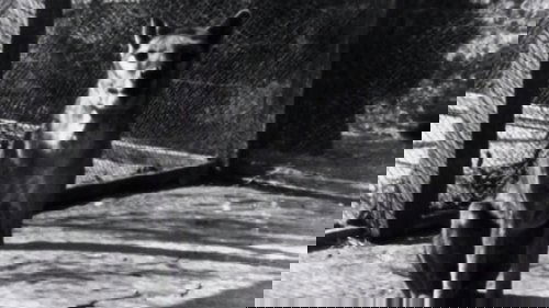 The Tasmanian Tiger Down Under
