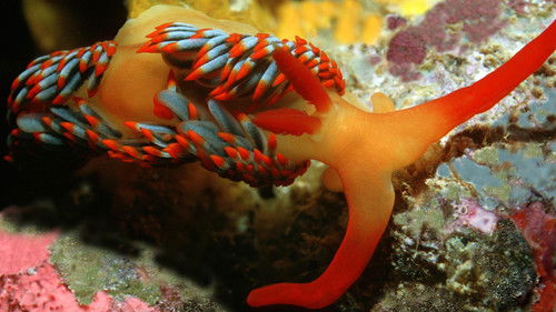 Background image for Nature's Deadly Alchemists