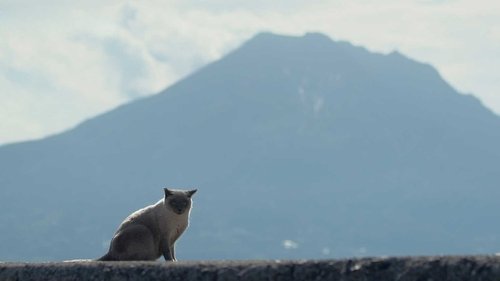 Background image for Kagoshima: A Turtle, Tea Fields, and Cats
