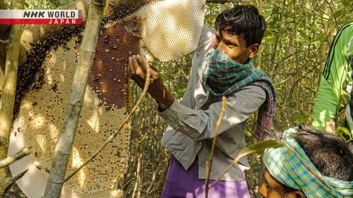 Background image for The Honey Hunters of Bangladesh