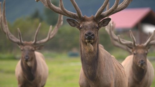 Background image for Duck, Duck, Moose!